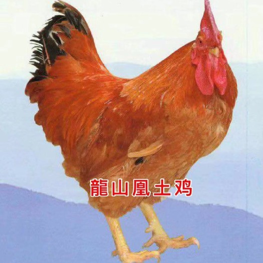 隆回县 农家散养土鸡公苗龍山凰土鸡苗批发可送货上门