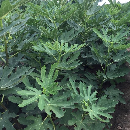 平邑县 无花果树苗 大青皮无花果苗 果树苗