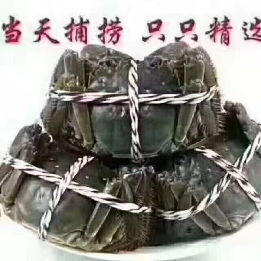 洪湖市兴化大闸蟹 兴化螃蟹