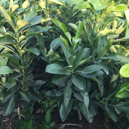 平邑县香水柠檬苗 柠檬树苗 香水柠檬树苗 一年四季开花挂果 果树苗