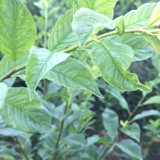 泰安蜂糖李树苗 蜂糖李子苗