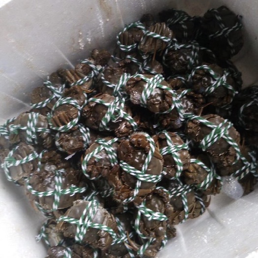桂林 大闸蟹