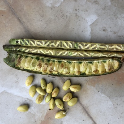 冕宁县皂角种子 新鲜皂角野生品种 有10多吨