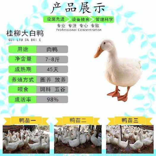 南宁 樱桃谷肉鸭苗，45天出栏。