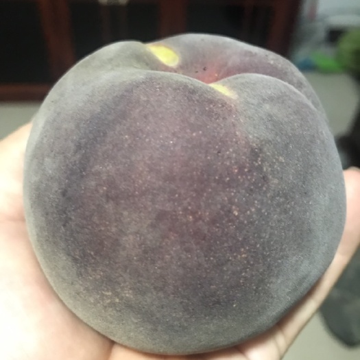 泰安 黑桃苗