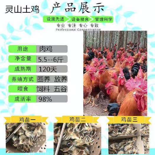 南宁 灵山土鸡苗(1.5号)(2号)品质保证，运输包活