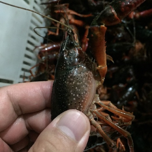 金湖县江苏金湖龙虾 塘虾 5-7钱
