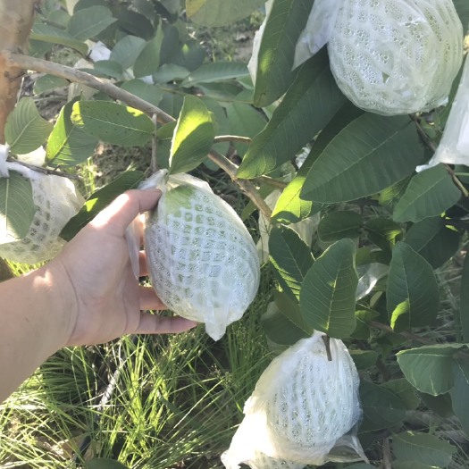 惠东县 多汁清脆爽口、酸甜适中、番石榴