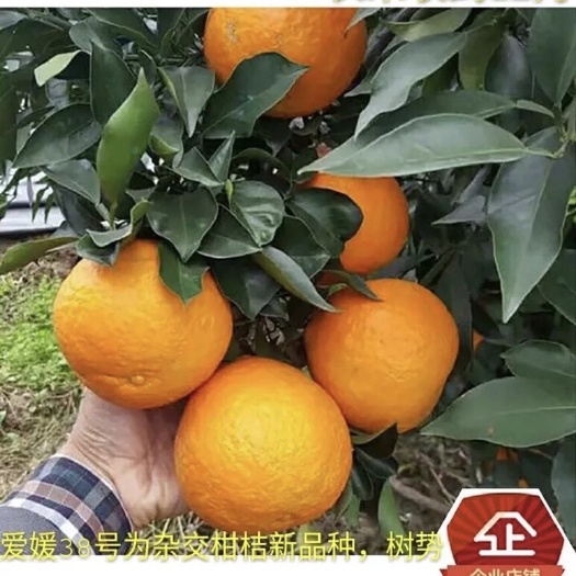 枝江市爱媛28号柑桔苗  大量批发 爱媛38苗 爱媛38号橙苗 爱媛38号嫁接柑橘树