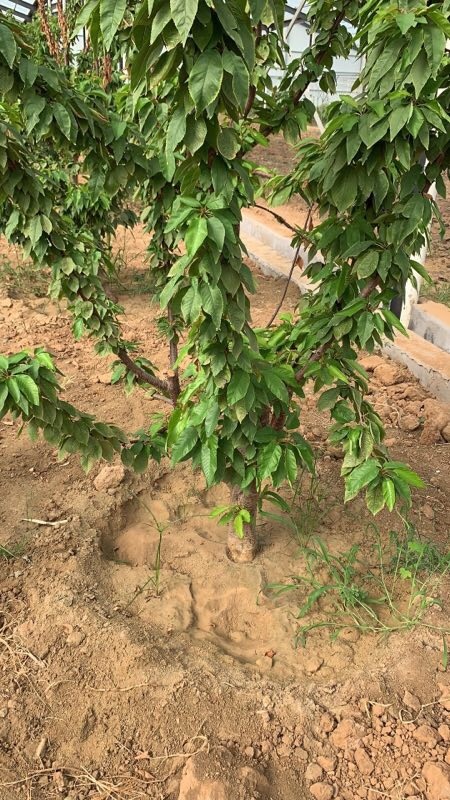 泰安 矮化樱桃苗
