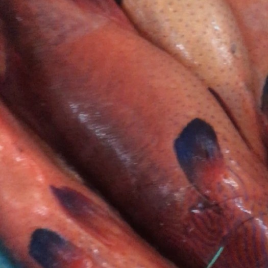 深圳红石斑鱼 冰鲜花面斑