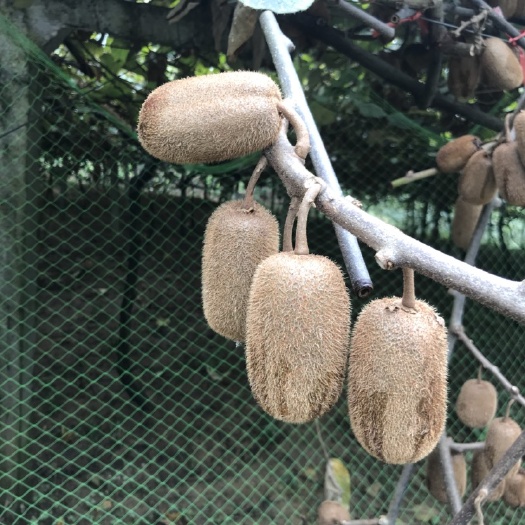  贵州贵长猕猴桃绿心猕猴桃