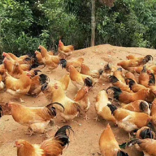 南宁 三黄鸡苗