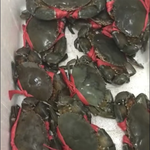 霞浦县青蟹