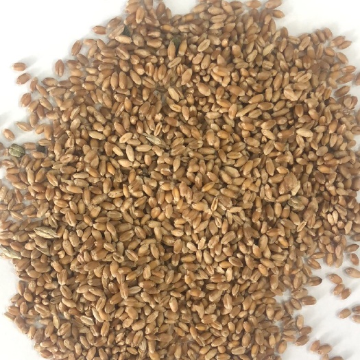 黑河混合小麦