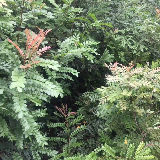 昆明清香木苗 清香树苗