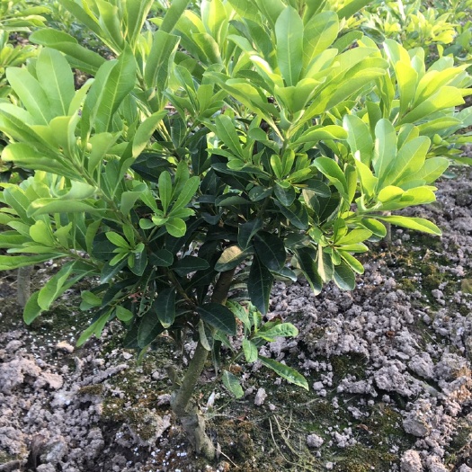 台州2️⃣年水晶杨梅苗