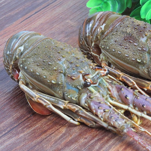 深圳小青龙虾 冻小青龙
