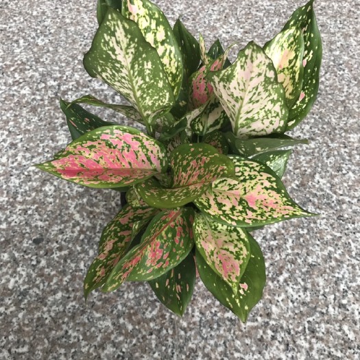 漳平市普通竹芋 七彩孔雀波浪如意皇后竹芋