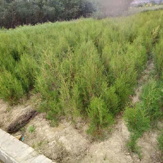 绥德县侧柏苗