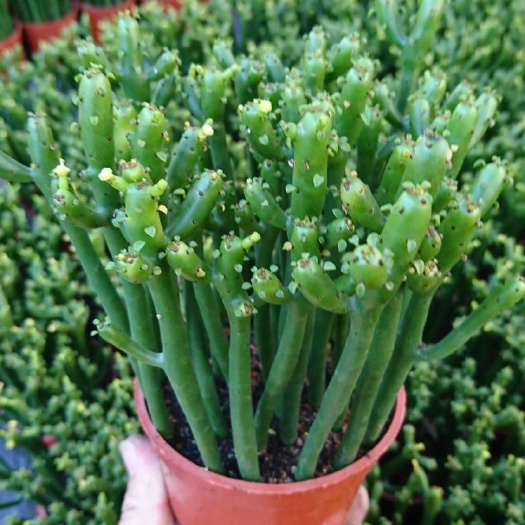  珊瑚棒.多肉植物