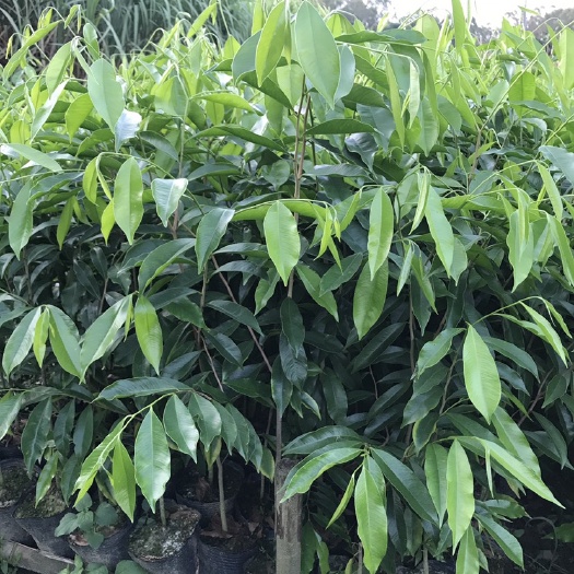 灵山县沉香苗  白木沉香杯苗大苗小苗基地直发实地考察看苗