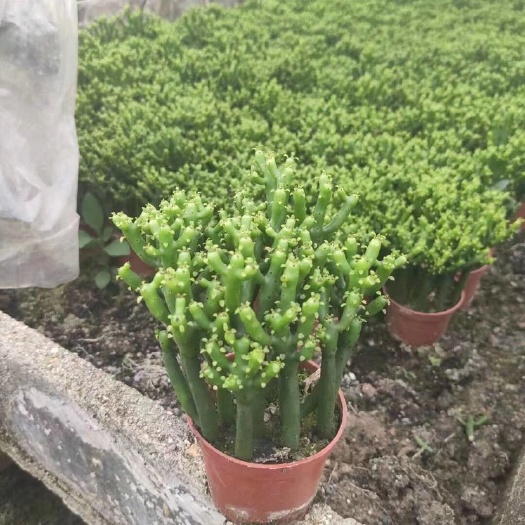  光棍树 （珊瑚棒）盆栽