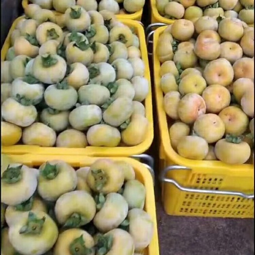 平乐县 柿饼上市了，有看中的老板可以下单了