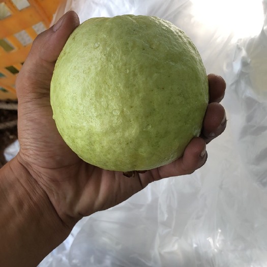诏安县珍珠番石榴 往这里看