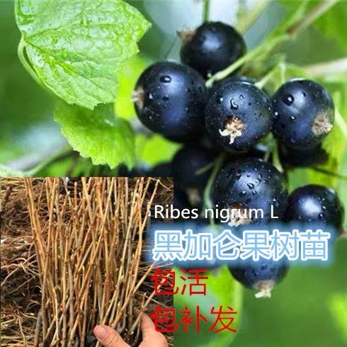 尚志市黑加仑苗 黑加仑果树苗紫梅树苗种苗