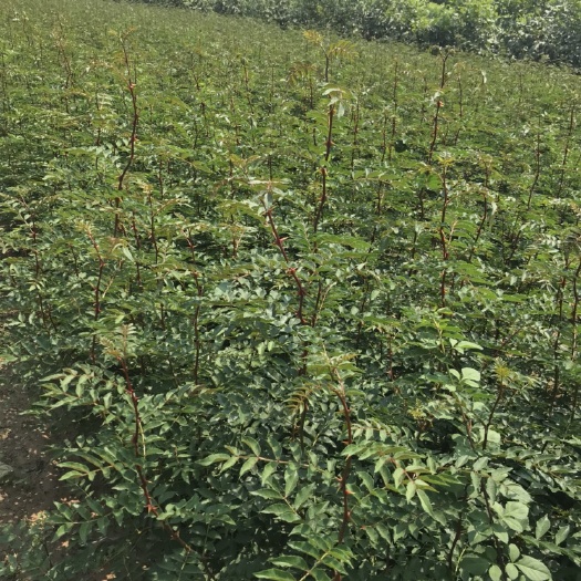 绛县 二年大红袍花椒苗 粗0.8公分以上 高1米5