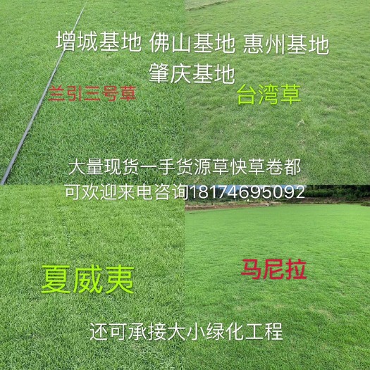 博罗县大叶油草 大叶油马尼拉草直销欢迎咨询