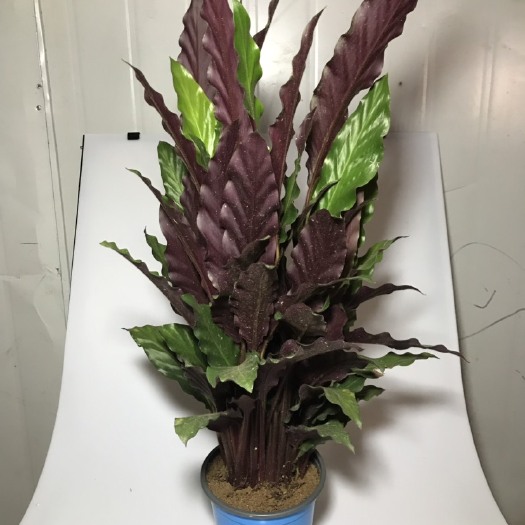 广州普通竹芋 紫背竹芋