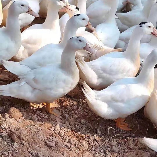南宁 一点头鸭苗