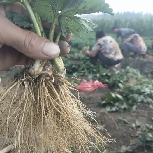 泰安 宁玉草莓苗，现挖现取，量大从优