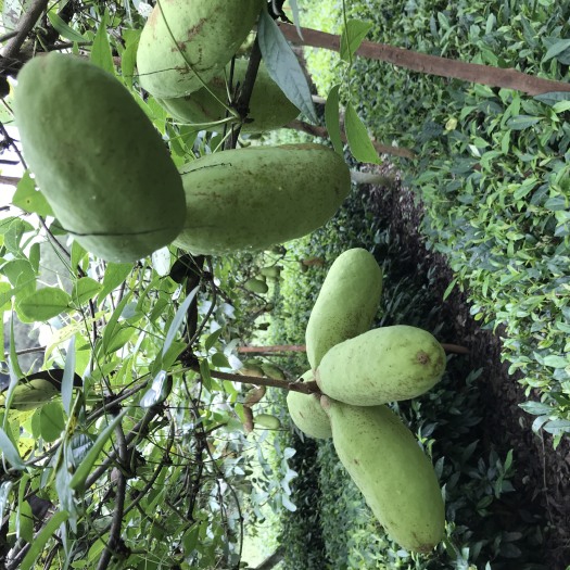 古丈县 湘西特产八月瓜