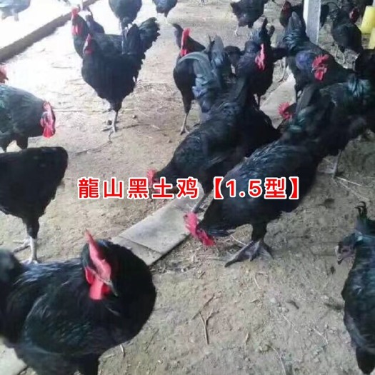 广州土鸡苗  龍山黑土鸡【1.5型】公苗批发包做疫苗包运输
