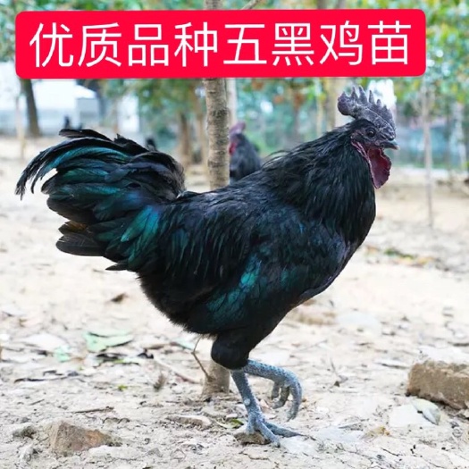 南宁 五黑鸡乌鸡苗