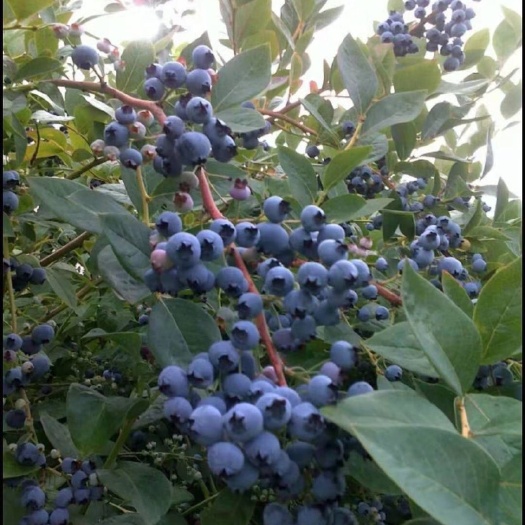 泰安喜来蓝莓苗 蓝莓的种植和管理