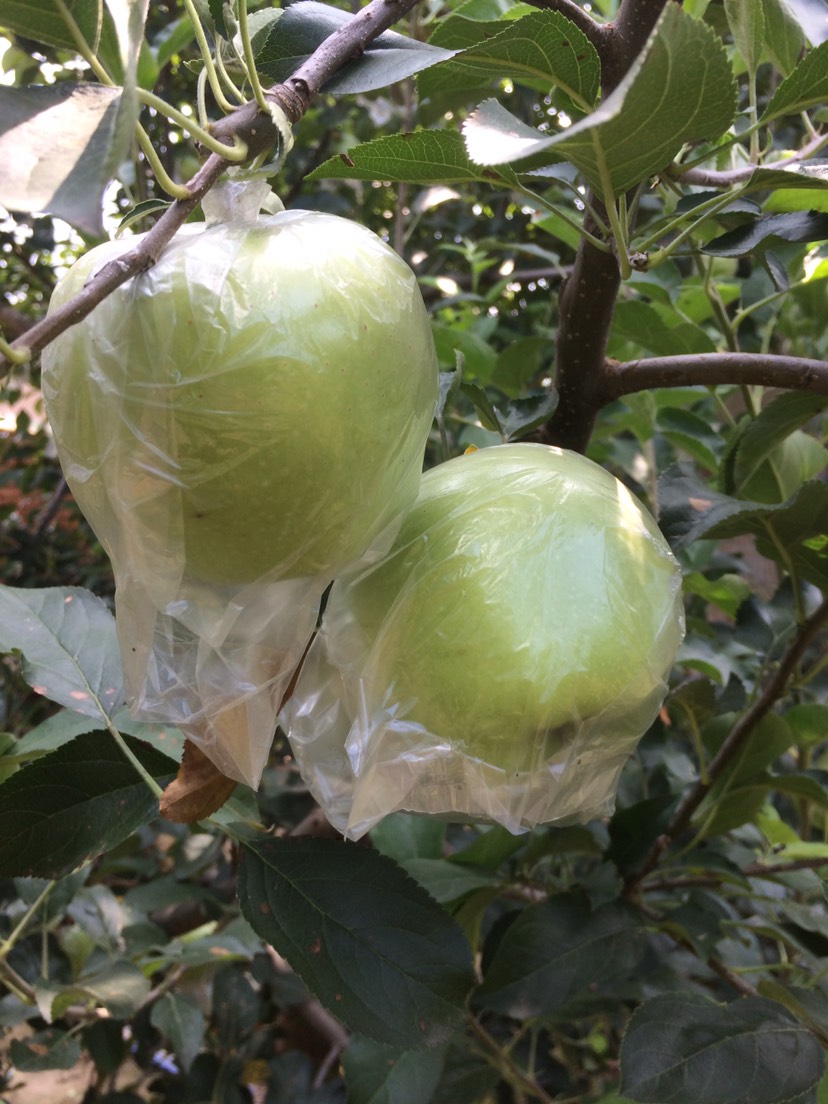 昌黎县王林苹果 河北省秦皇岛市昌黎县 膜袋