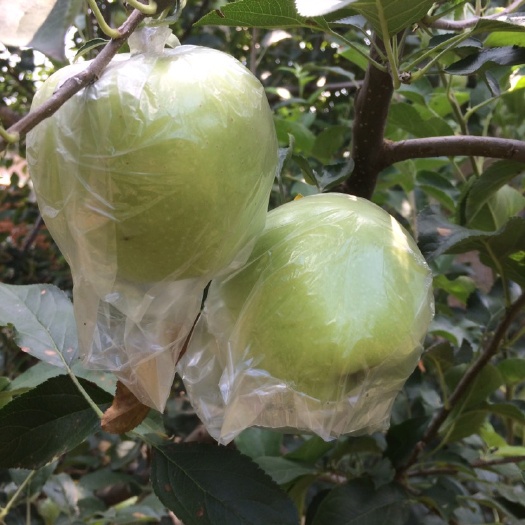 昌黎县王林苹果 河北省秦皇岛市昌黎县 膜袋