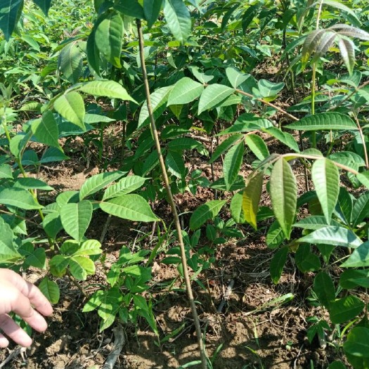 瑞昌市 吴茱萸苗。正宗江西中花