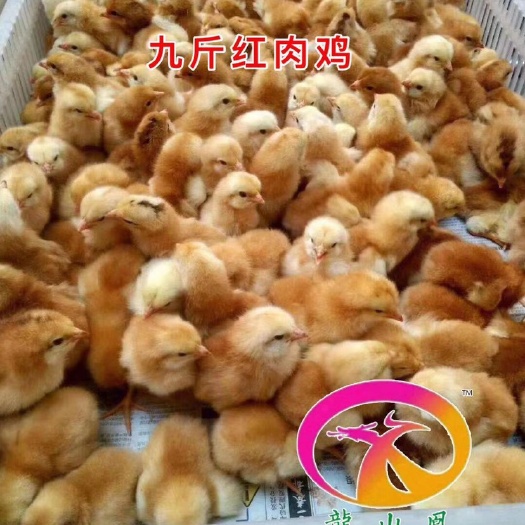 广州 红羽鸡苗