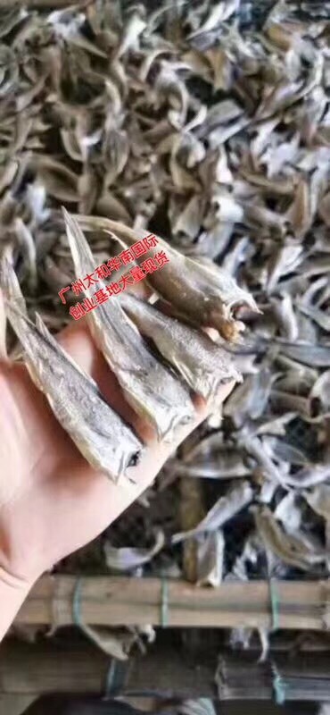 广州小黄鱼   黄花鱼