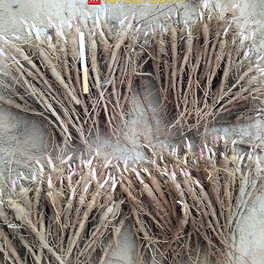 亳州赤芍种苗  改良芍药苗，高产，基地直发
