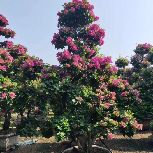 漳州 造型三角梅有盆子规格80盆，90盆， 100盆， 125盆