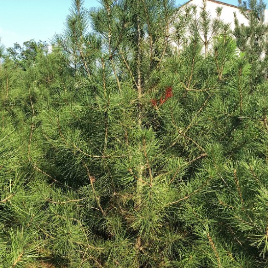 周至县 3米3级白皮松