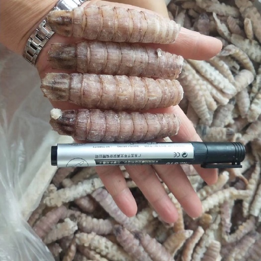 乳山市新虾加工皮皮虾肉，手工剥肉，新鲜，味美