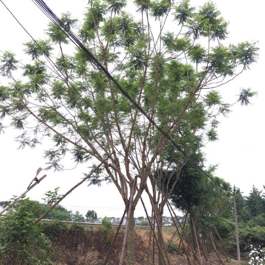 乐山 精品蓝花楹胸径20公分装车7000元