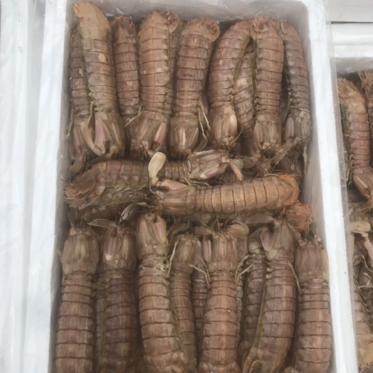 滨州 鲜活 熟冻皮皮虾 熟冻虾姑 懒尿虾 虾爬子 泡沫箱皮皮虾 5